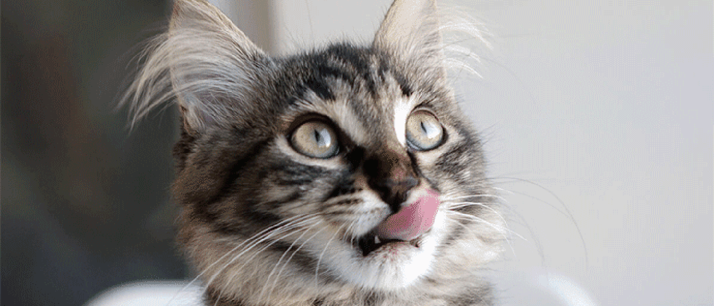 JAK TO ZMĚNIT KRMIVO VAŠÍ KOČKY