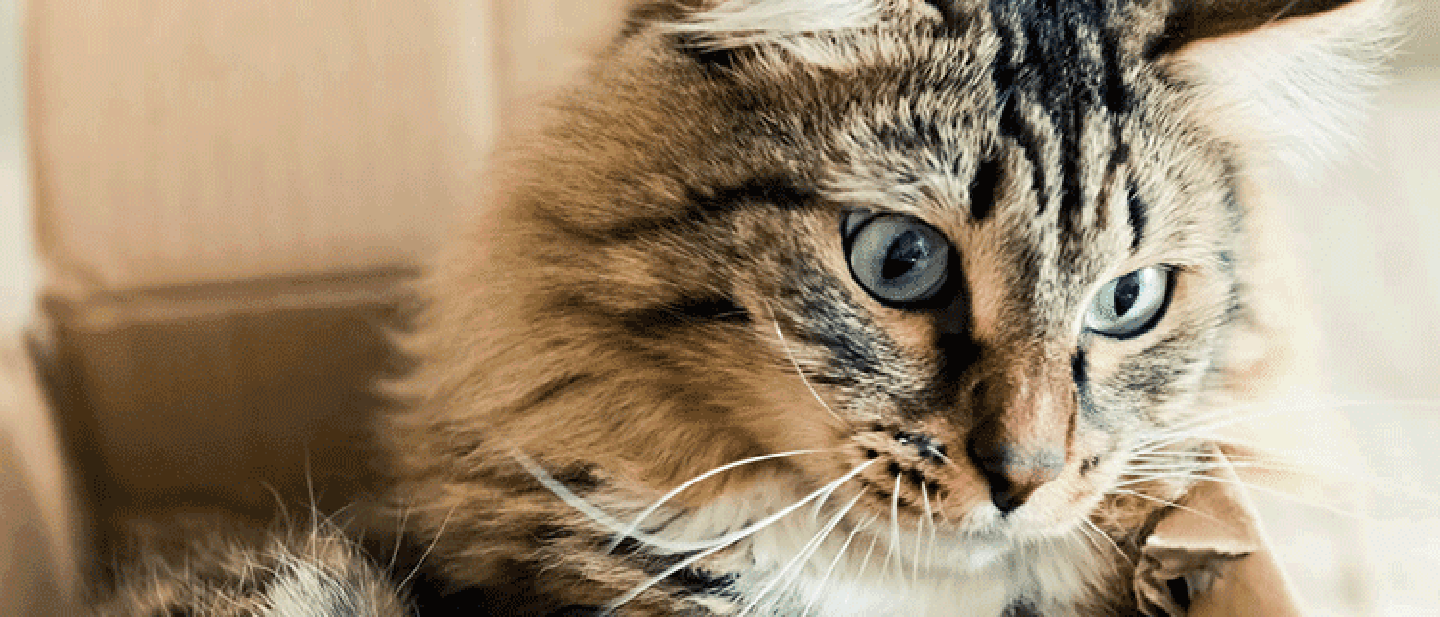 JAK STIMULOVAT VAŠI DOMÁCÍ KOČKU?