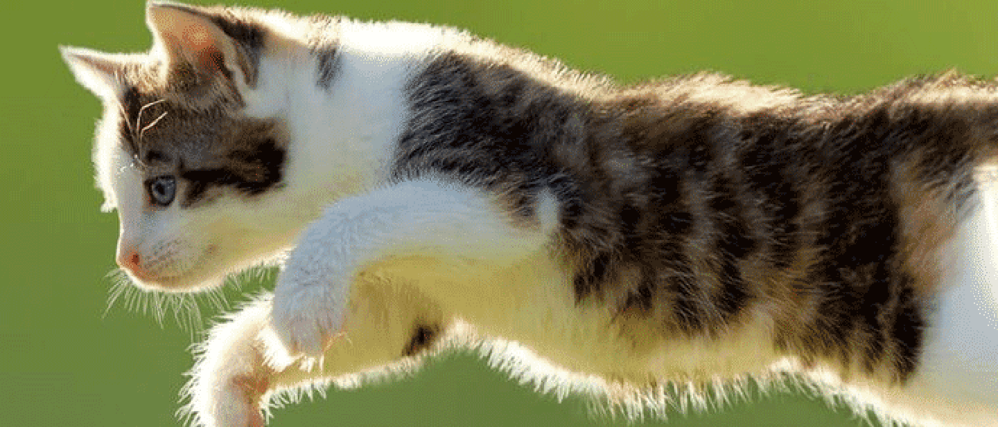 POUŠTĚNÍ VAŠÍ KOČKY VEN V POROVNÁNÍ S CHOVÁNÍM KOČKY POUZE UVNITŘ: ROZHODNUTÍ V NEJLEPŠÍM ZÁJMU VAŠÍ KOČKY A VAŠÍ RODINY