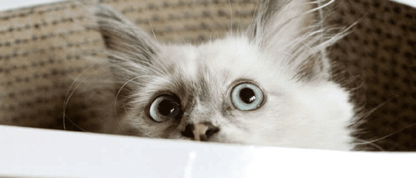 PŘÍCHOD NOVÉ KOČKY DOMŮ