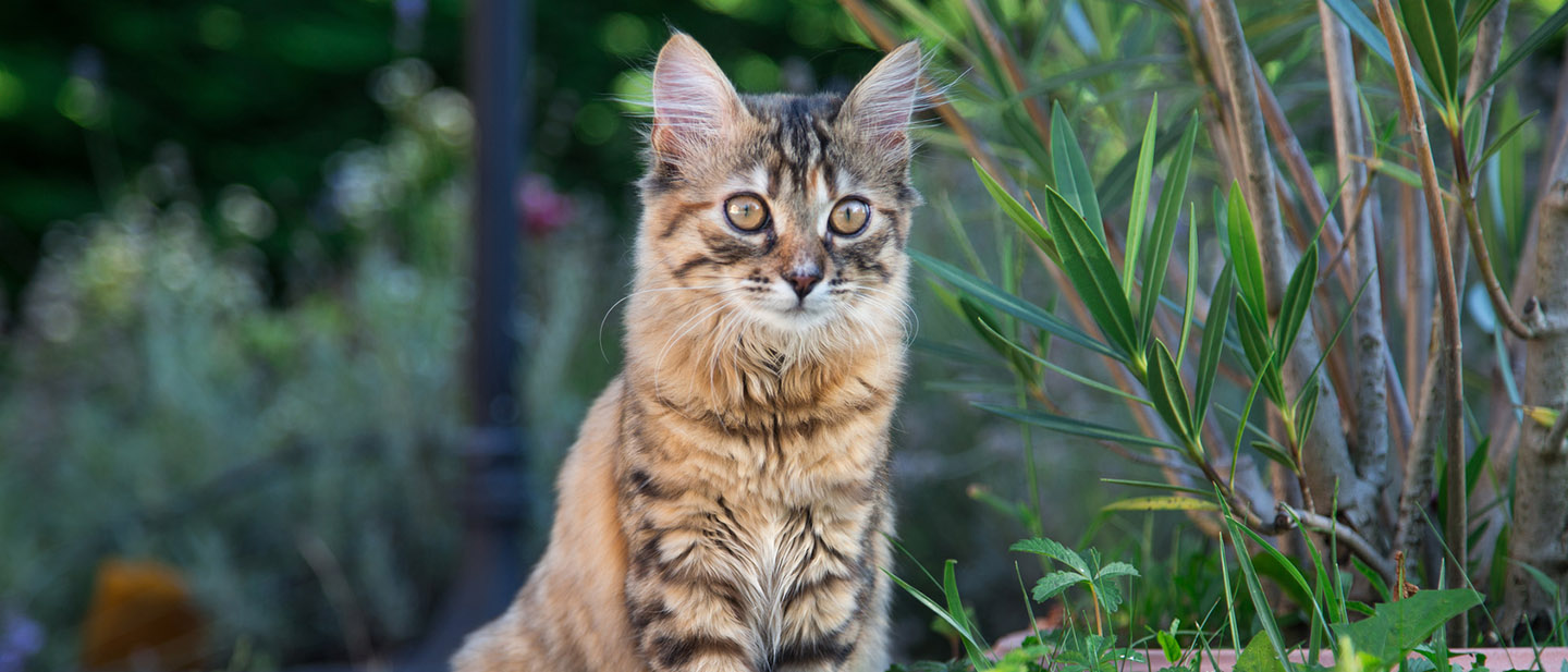 CO DĚLAT S DOMÁCÍM MAZLÍČKEM, KDYŽ JEDETE PRYČ?