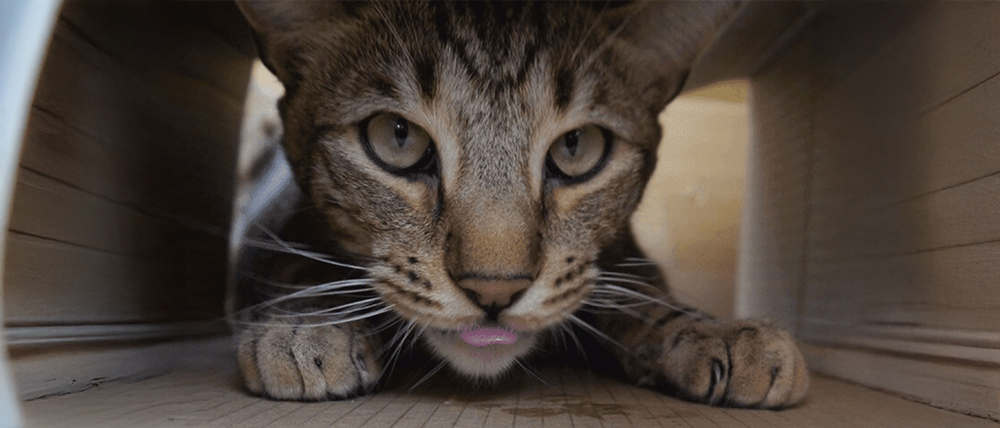 PROMĚŇTE SVŮJ DOMOV V HŘIŠTĚ PLNÉ AKTIVIT