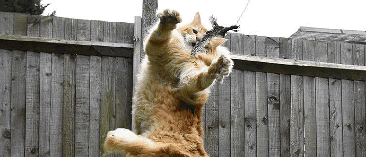 PROBUĎTE V NĚM VNITŘNÍHO LOVCE