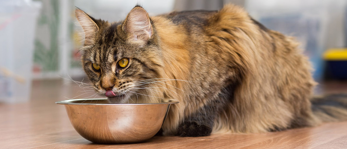 VÝHODY VLHKÉHO KRMIVA