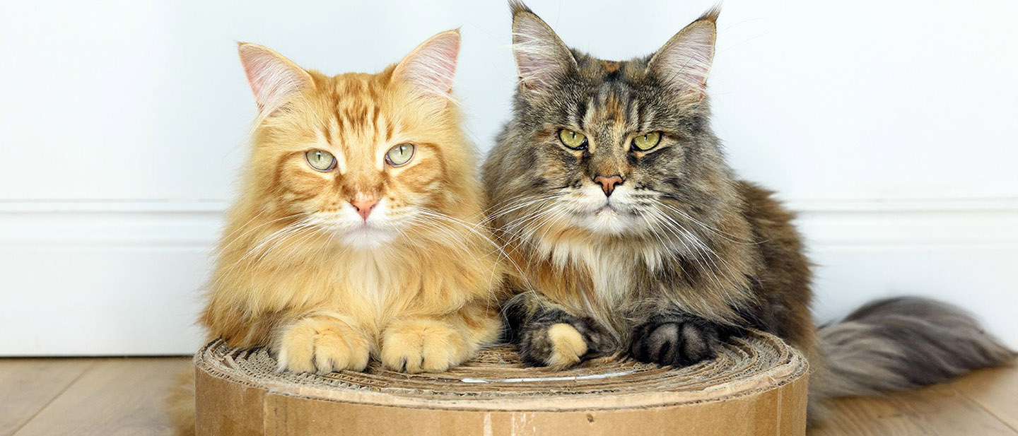 NASMĚRUJTE JEJICH TLAPKY SPRÁVNÝM SMĚREM