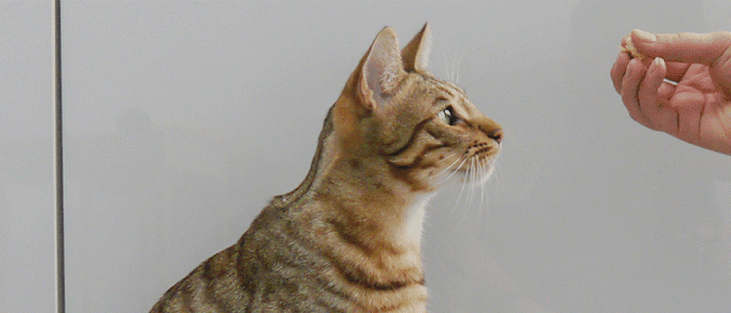 VÝZVY PRO VAŠI KOČKU