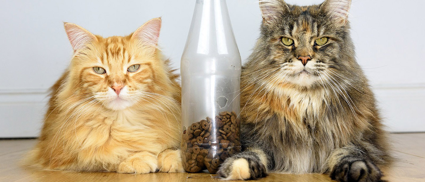 AŤ MÁ KOČKA PRÉ, KDYŽ NEJSTE DOMA