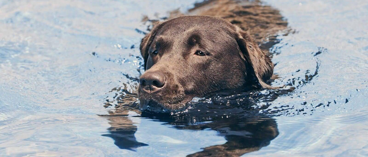 5 NEJLEPŠÍCH PSÍCH SPORTŮ