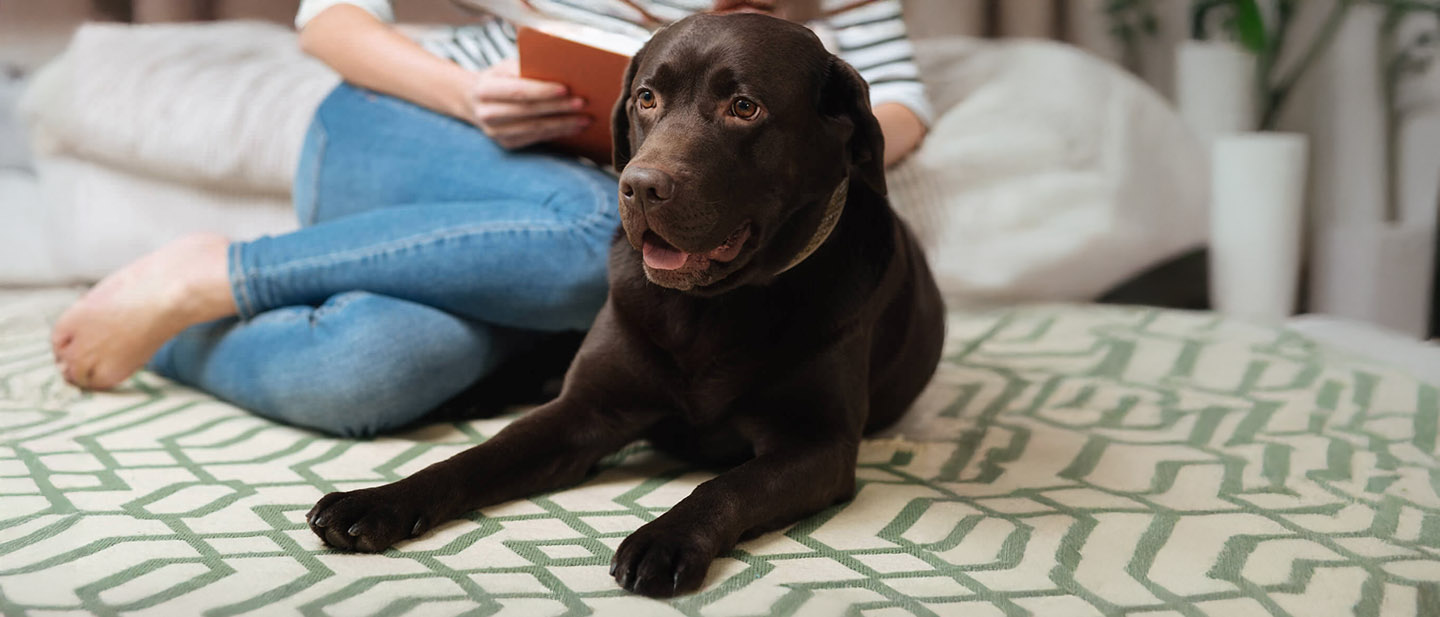 PŘÍCHOD NOVÉHO PSA DOMŮ