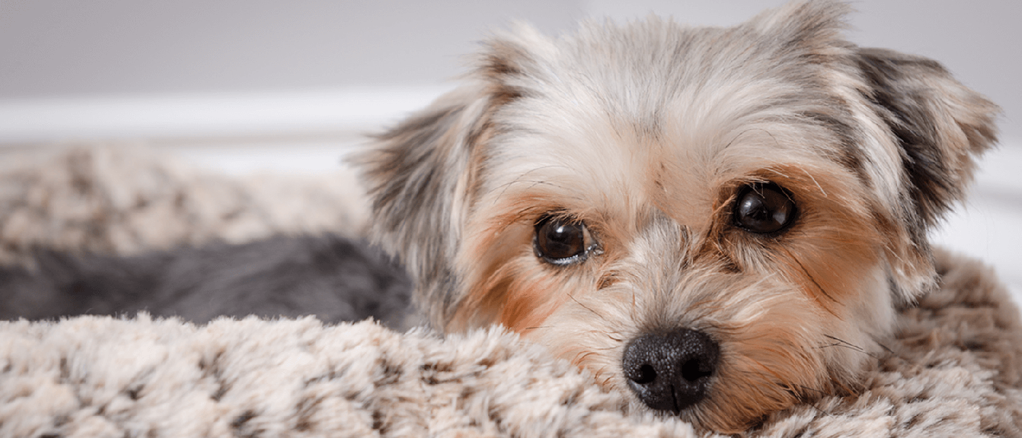 CO DĚLAT S DOMÁCÍM MAZLÍČKEM, KDYŽ JEDETE PRYČ?