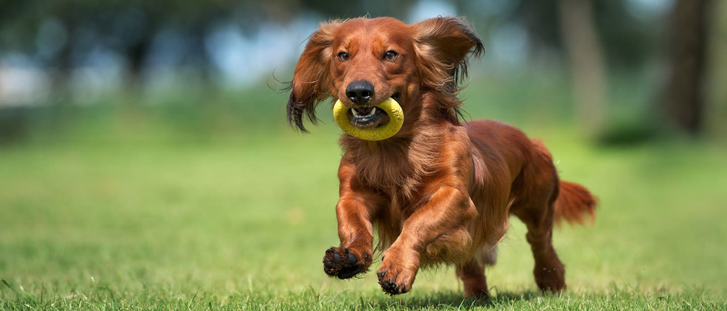 PSÍ HRAČKY A HRY: JAK VYBRAT SPRÁVNOU HRAČKU PRO VAŠEHO PSA