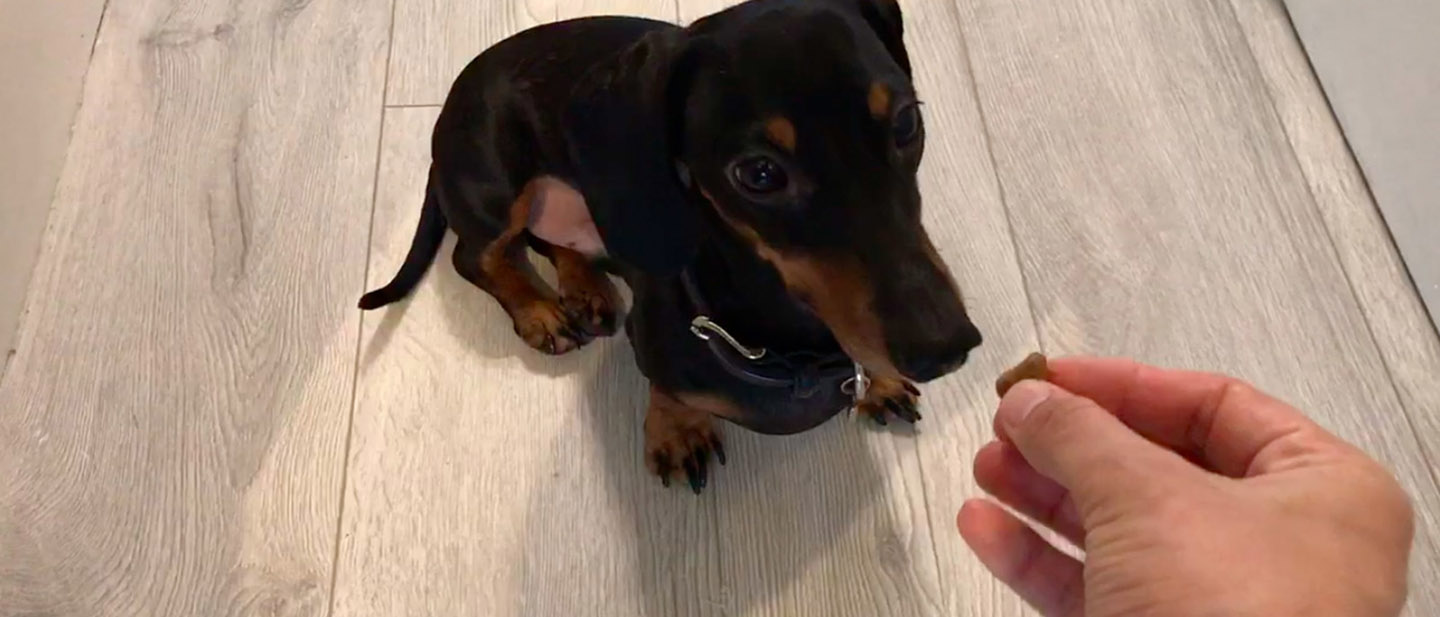 ČMUCHÁM, ČMUCHÁM ZÁBAVU!