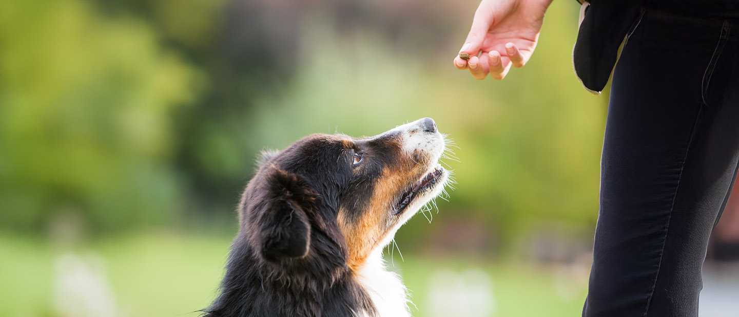 ZMĚNA PSÍHO JÍDELNÍČKU