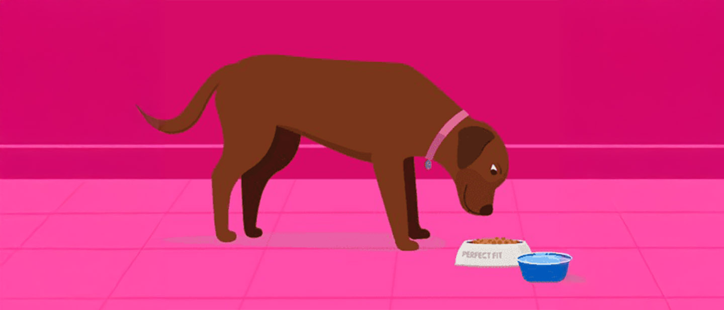 WALTHAMSKÝ PRŮVODCE SPRÁVNOU KONDICÍ