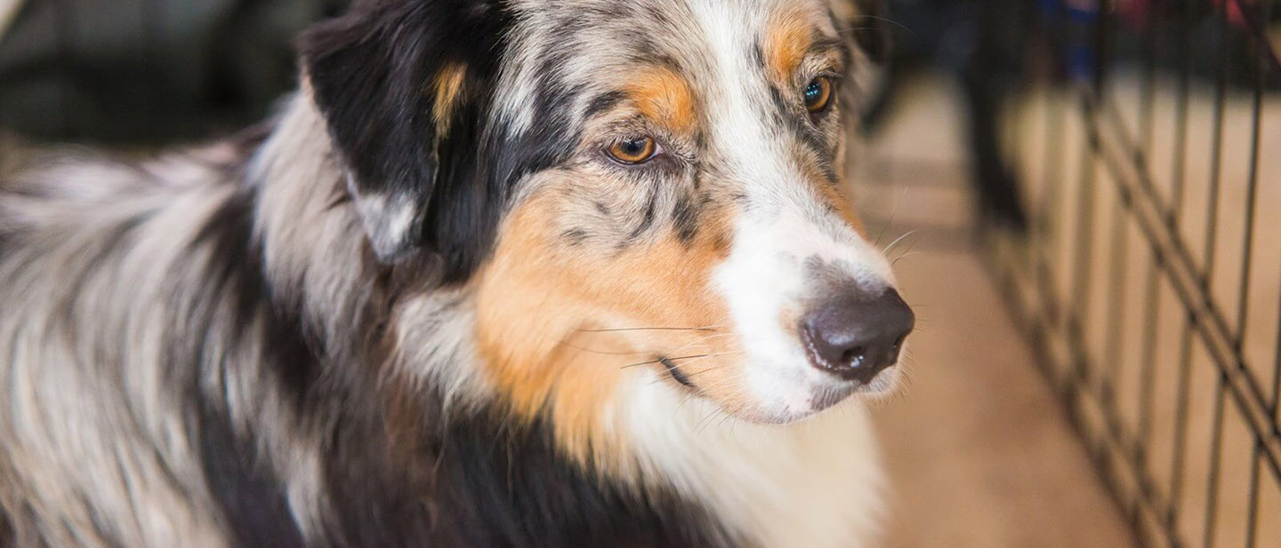 HLEDÁM NOVÉHO PSA, KDE ZAČÍT?