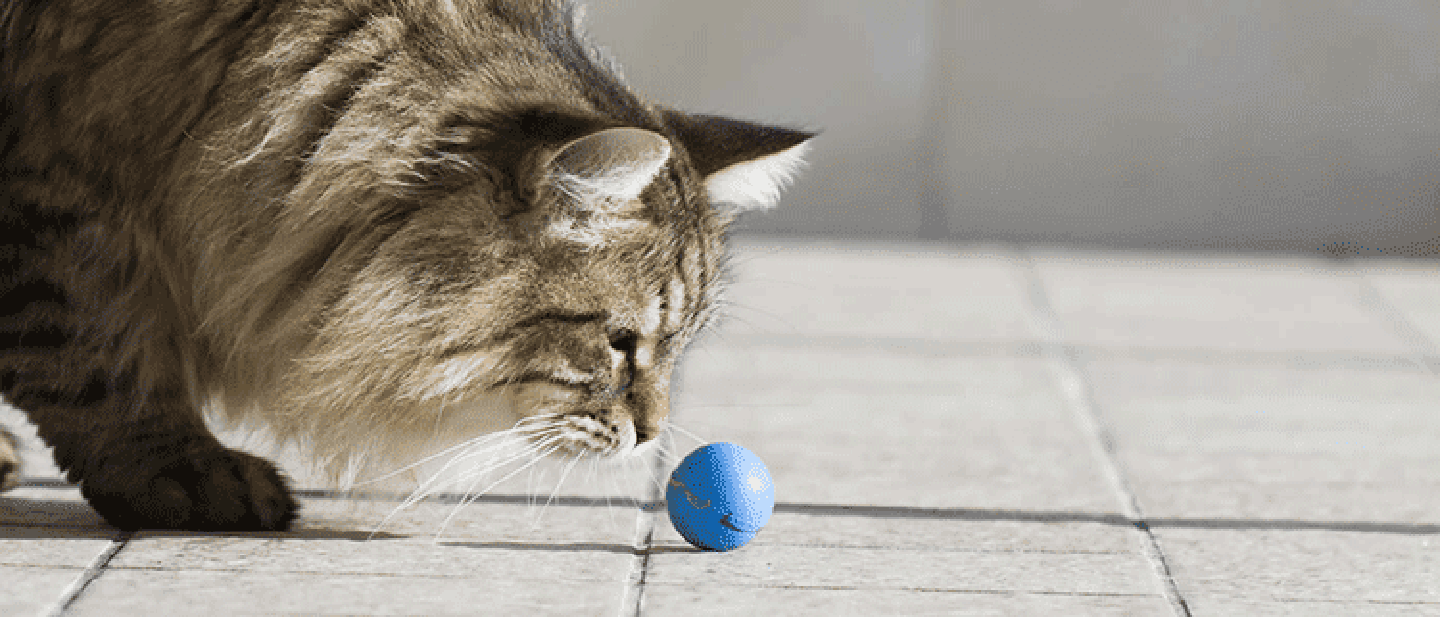 HRY PRO KOČKY: PROČ JSOU DŮLEŽITÉ?